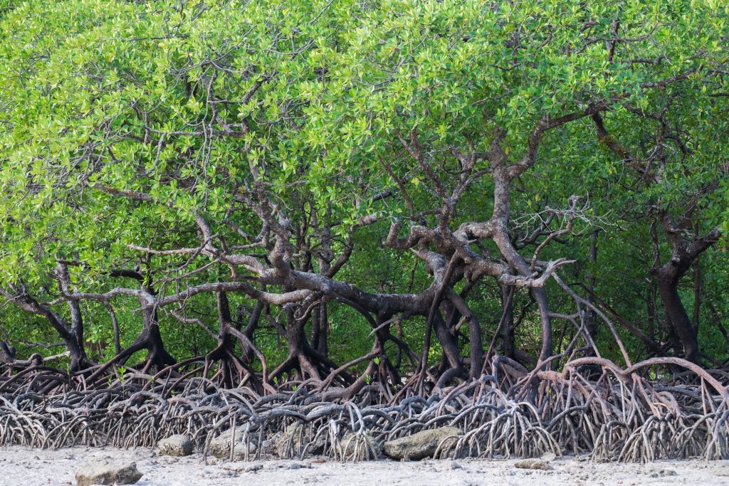 Mangrove Sebagai Penyeimbang dalam Penggunaan Energi