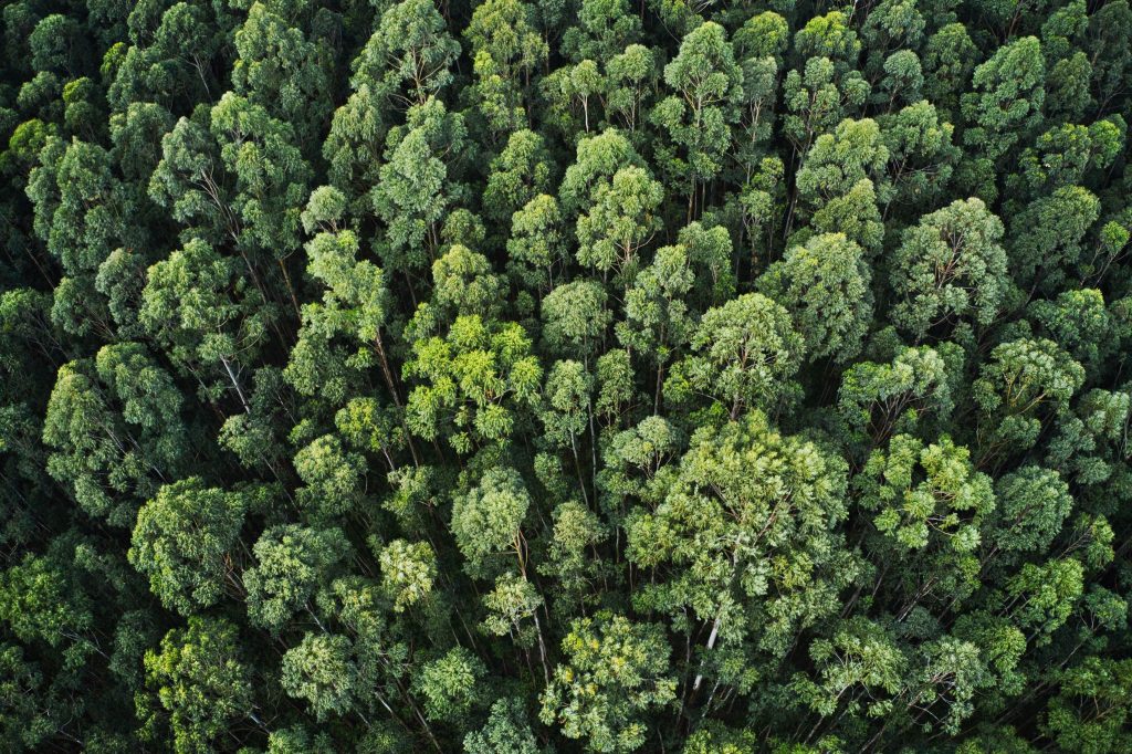 Mengenal Lebih Dekat Kondisi Hutan di Indonesia
