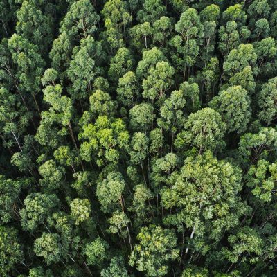 Mengenal Lebih Dekat Kondisi Hutan di Indonesia