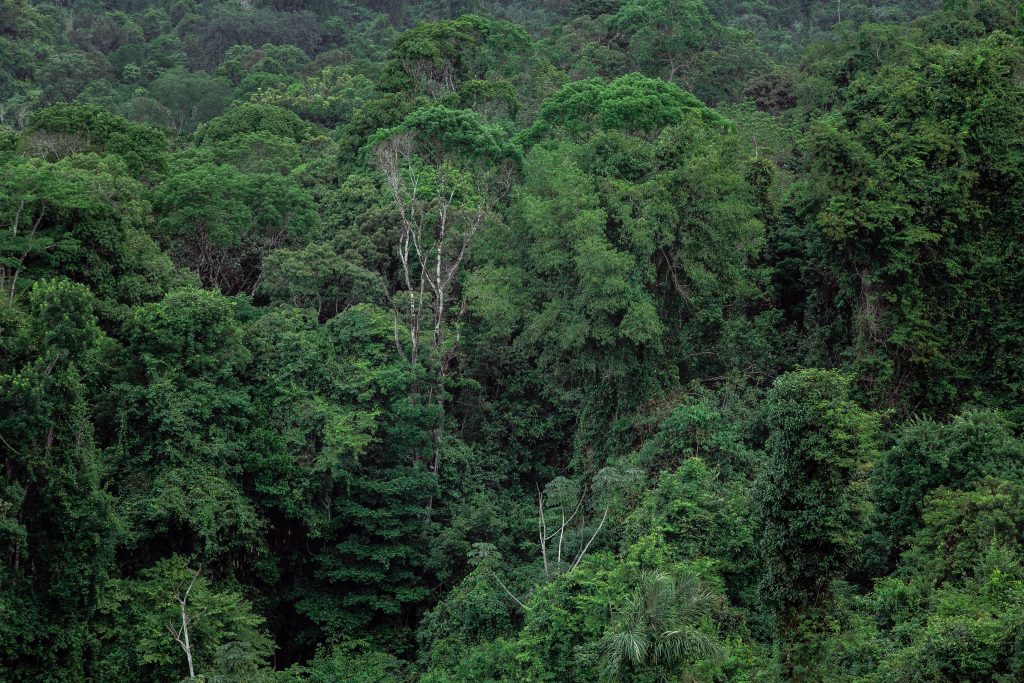 Menjaga Hutan Hujan dari Rumah: Bagaimana Konsumsi Menentukan Nasib Bumi