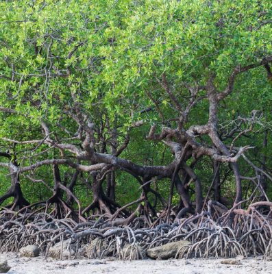 Mangrove Sebagai Penyeimbang dalam Penggunaan Energi